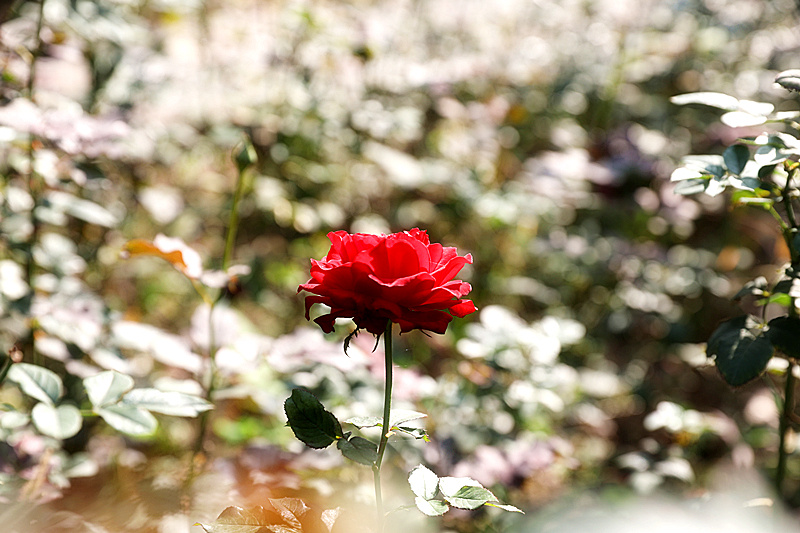 9N1A2195_副本.jpg 9N1A2195_副本.jpg